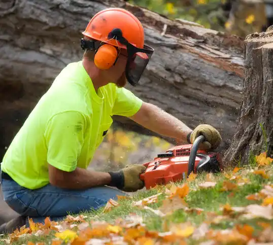 tree services Mount Ivy